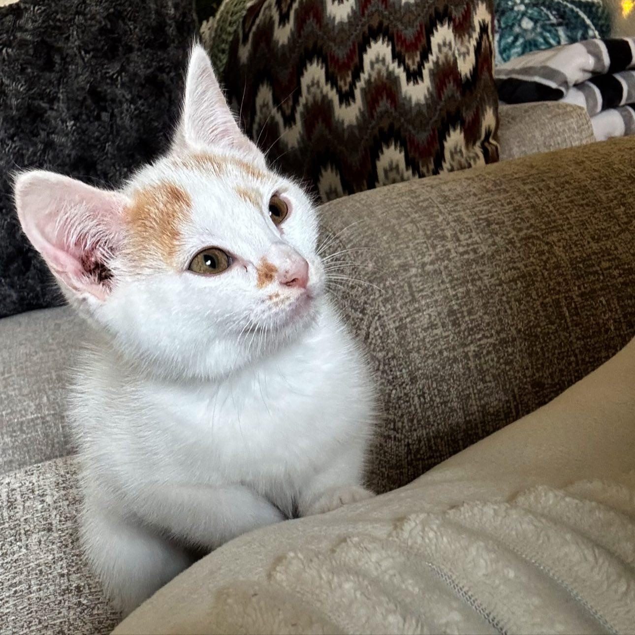Tilly