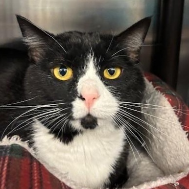 Enlarge Graham, a ADOPTABLE Domestic Short Hair in Braintree, MA image 5/6