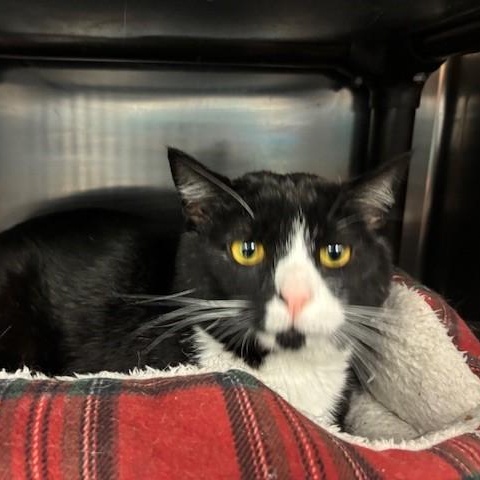 Enlarge Graham, a ADOPTABLE Domestic Short Hair in Braintree, MA image 6/6