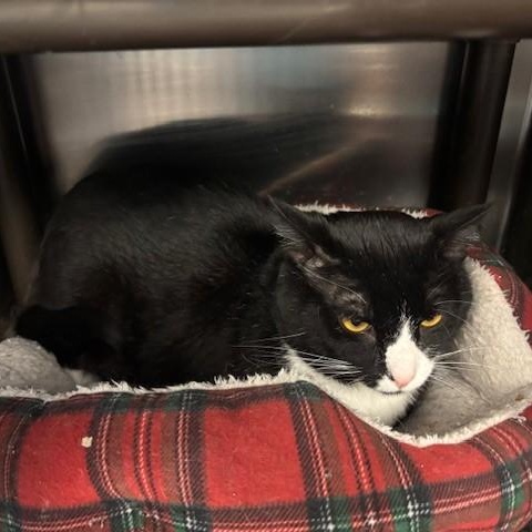 Enlarge Graham, a ADOPTABLE Domestic Short Hair in Braintree, MA image 1/6