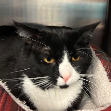 Enlarge Graham, a ADOPTABLE Domestic Short Hair in Braintree, MA image 2/6