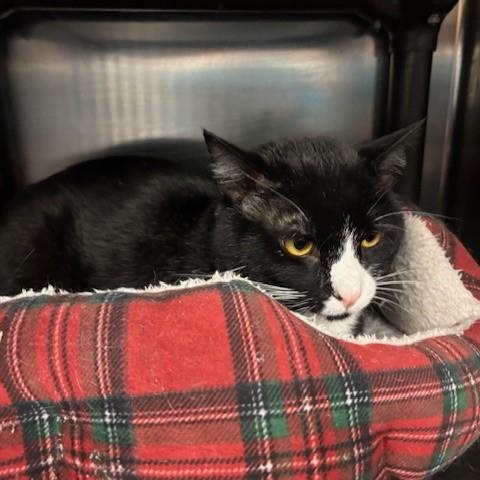 Enlarge Graham, a ADOPTABLE Domestic Short Hair in Braintree, MA image 4/6