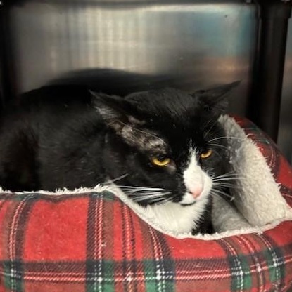 Enlarge Graham, a ADOPTABLE Domestic Short Hair in Braintree, MA image 3/6