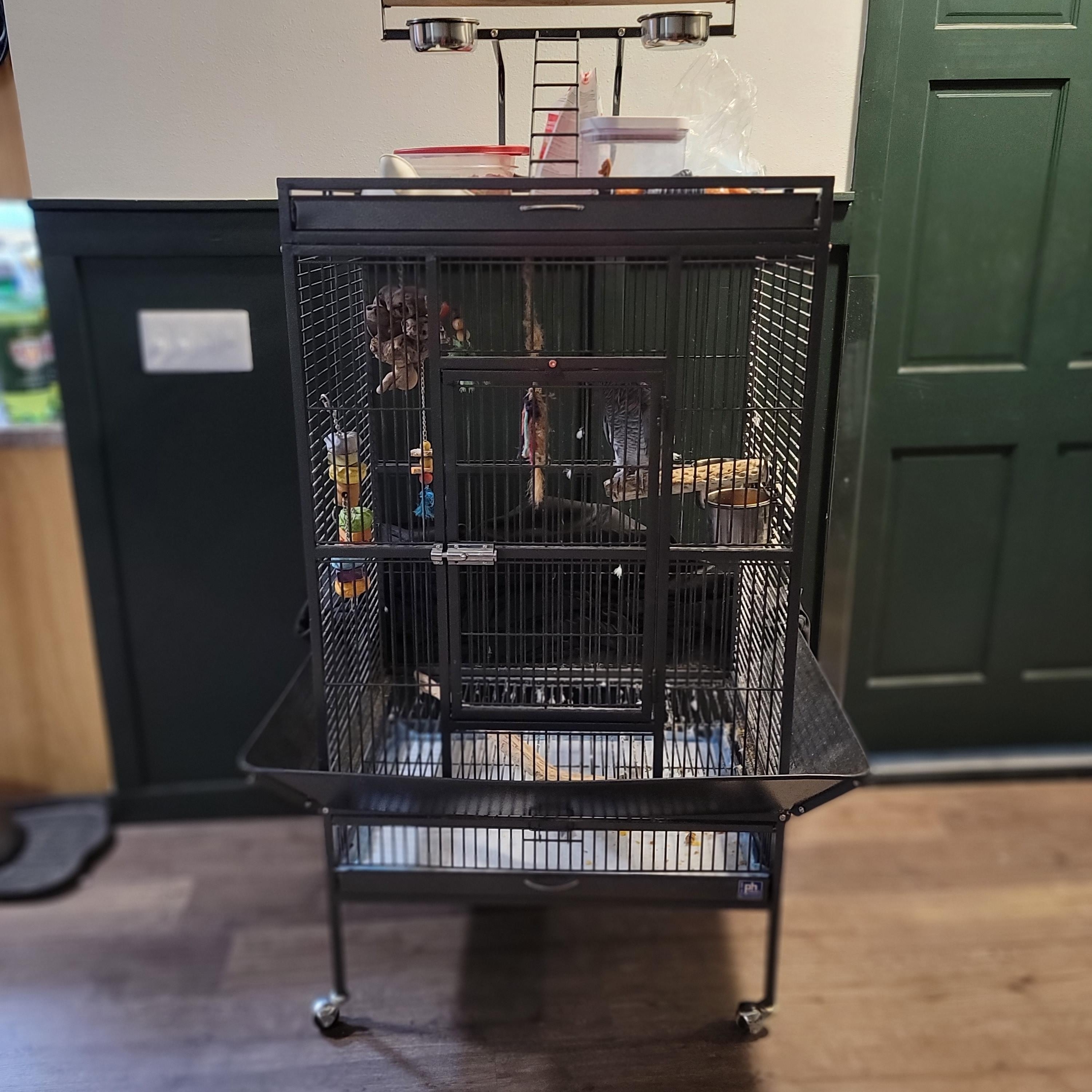 Enlarge Jengo (Fairbanks), a Adopted African Grey in Anchorage, AK image 2/4