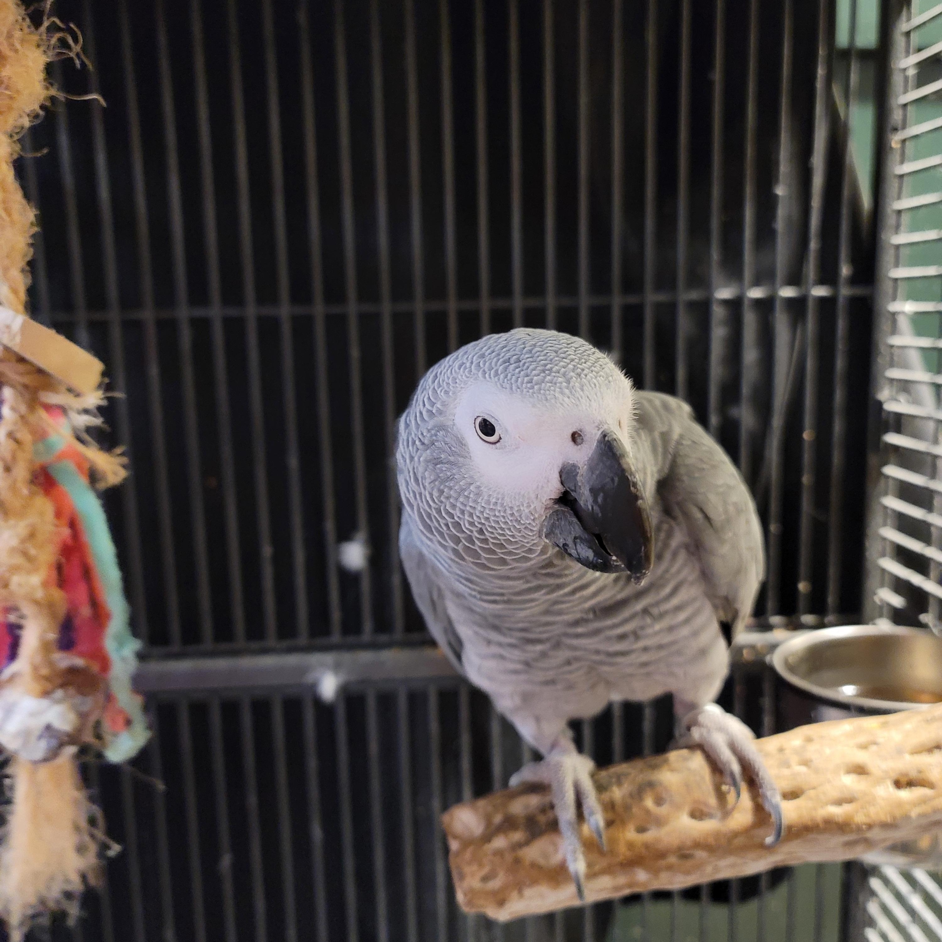 Enlarge Jengo (Fairbanks), a Adopted African Grey in Anchorage, AK image 3/4