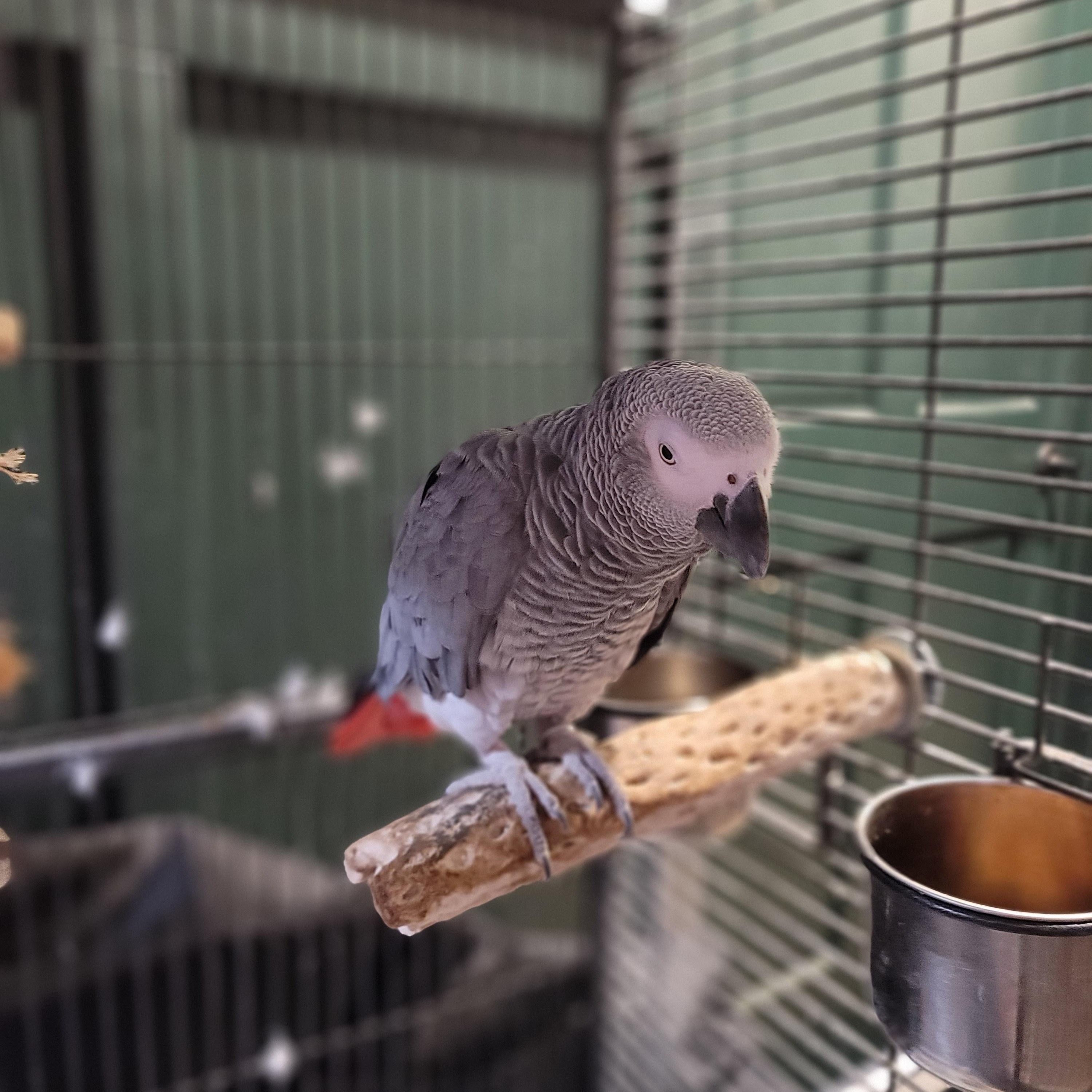 Enlarge Jengo (Fairbanks), a Adopted African Grey in Anchorage, AK image 4/4