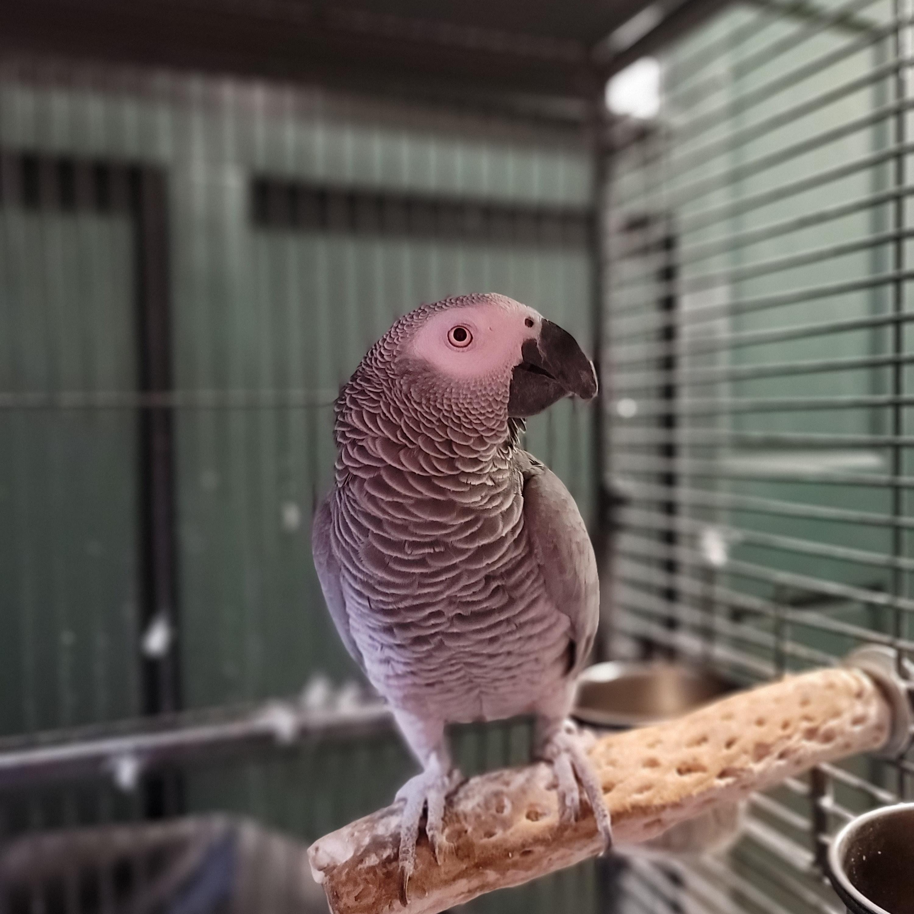 Enlarge Jengo (Fairbanks), a Adopted African Grey in Anchorage, AK image 1/4