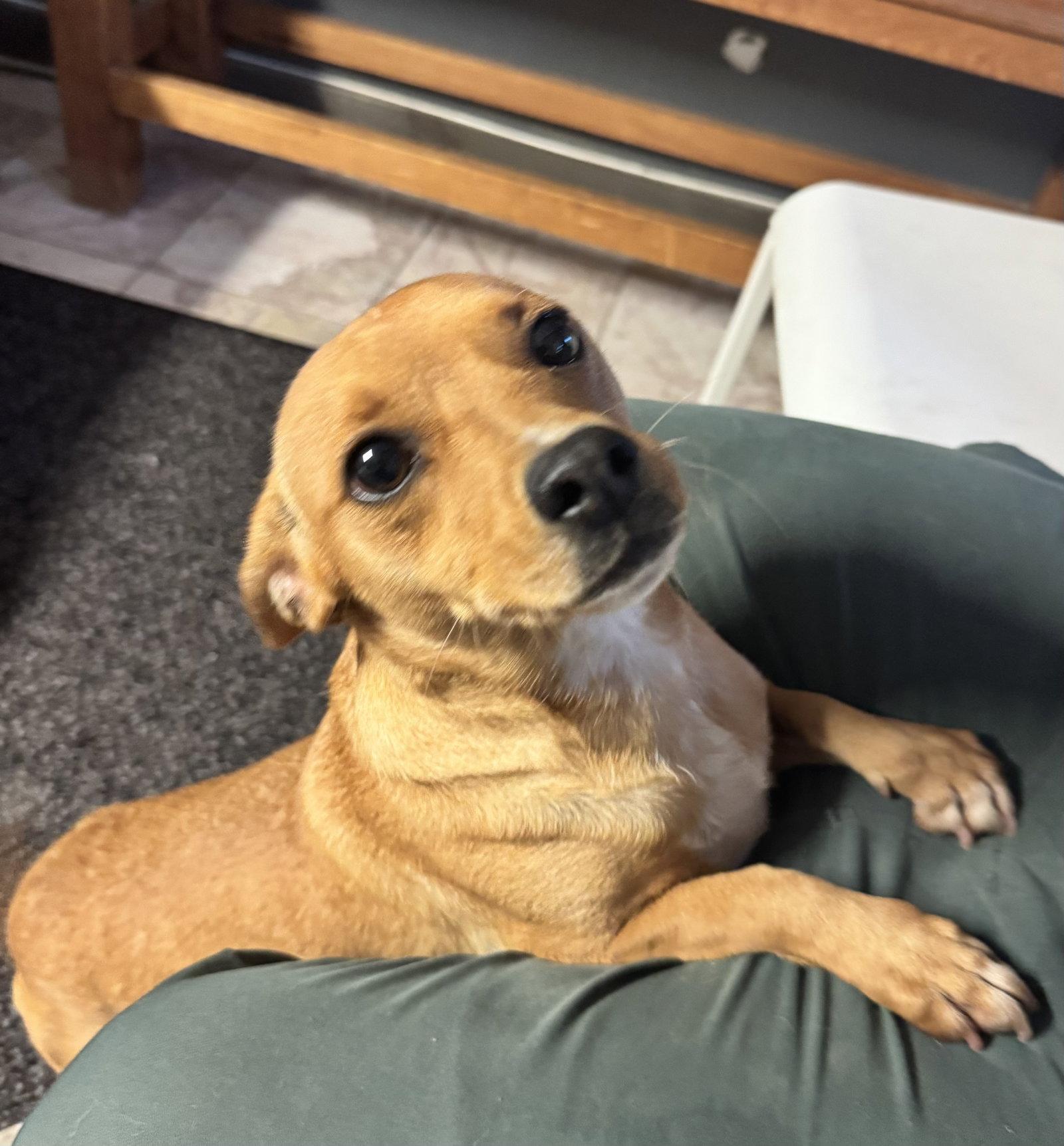Louise, Adoptable, Adult Female Chihuahua.