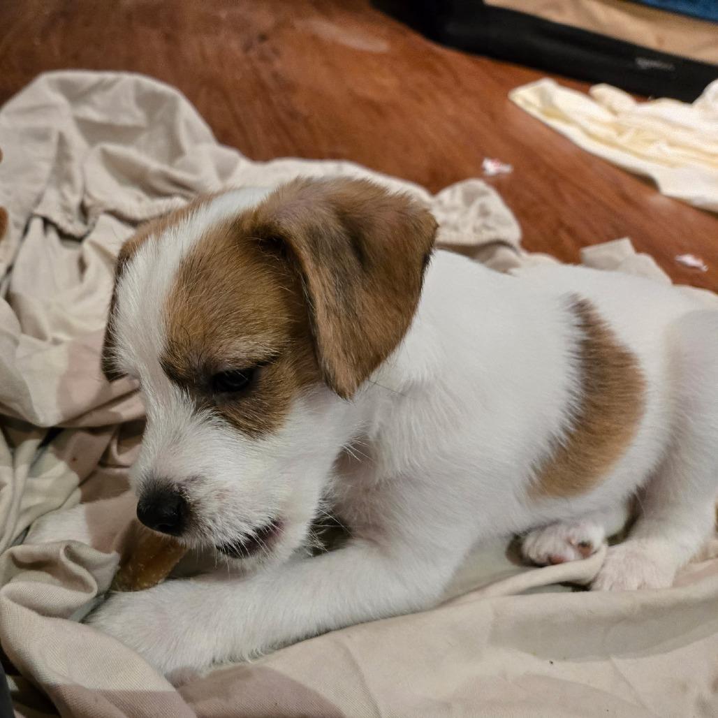 Charlie Brown thumbnail 2