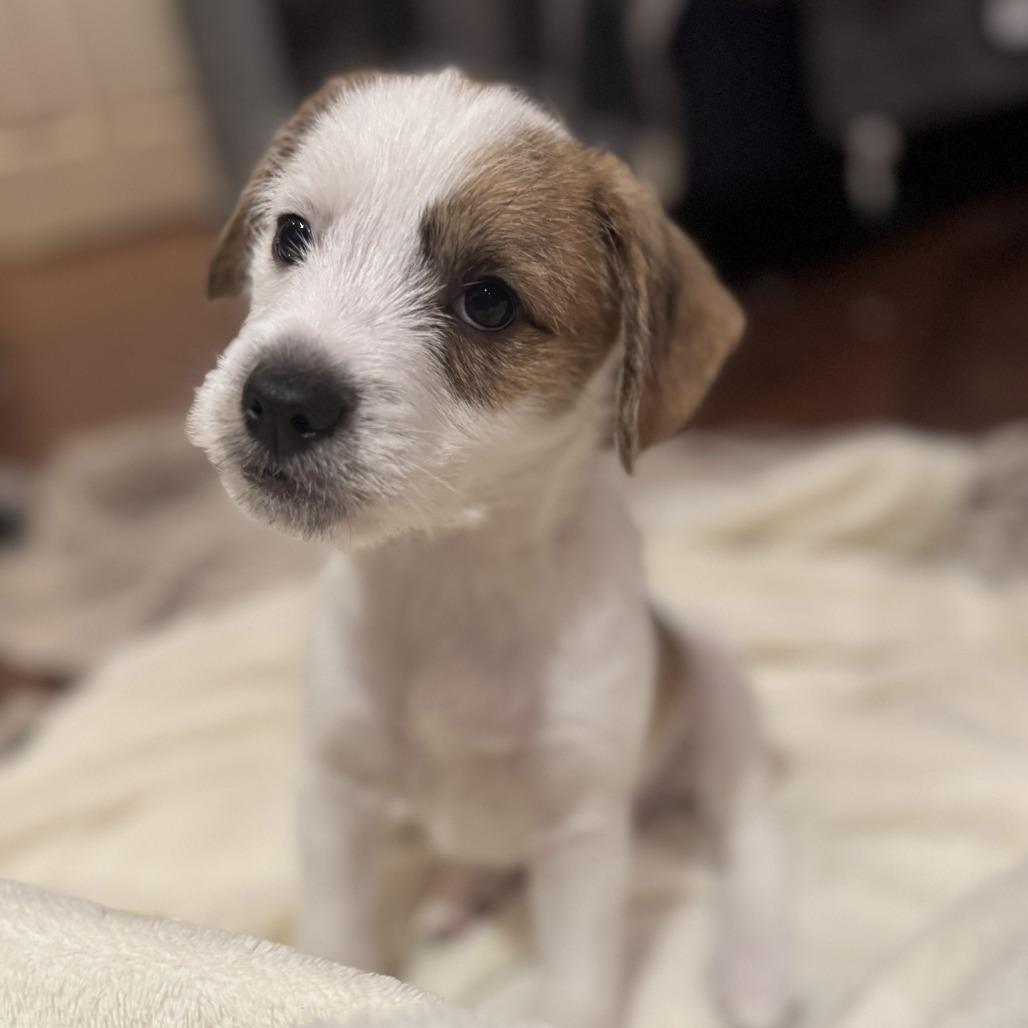 Charlie Brown thumbnail 3