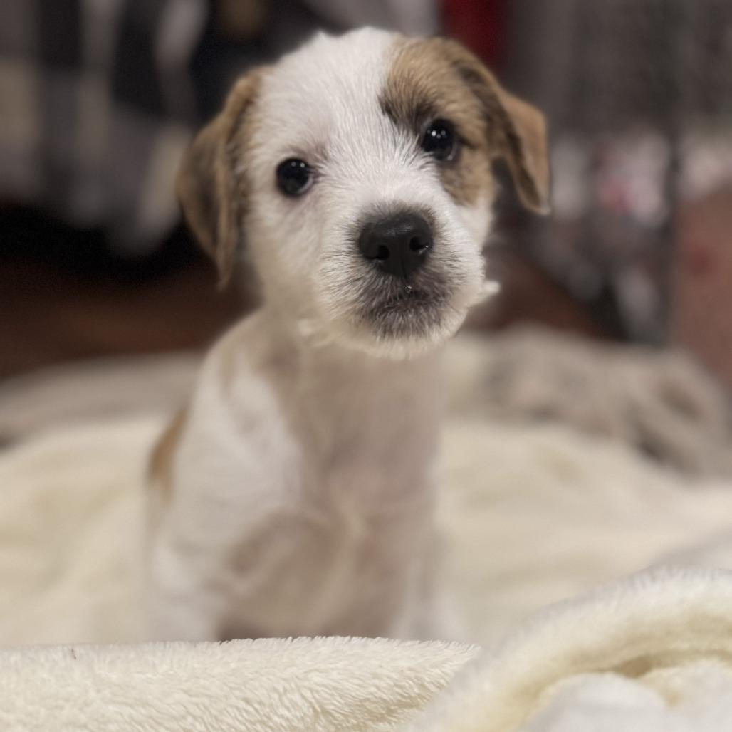 Charlie Brown thumbnail 5