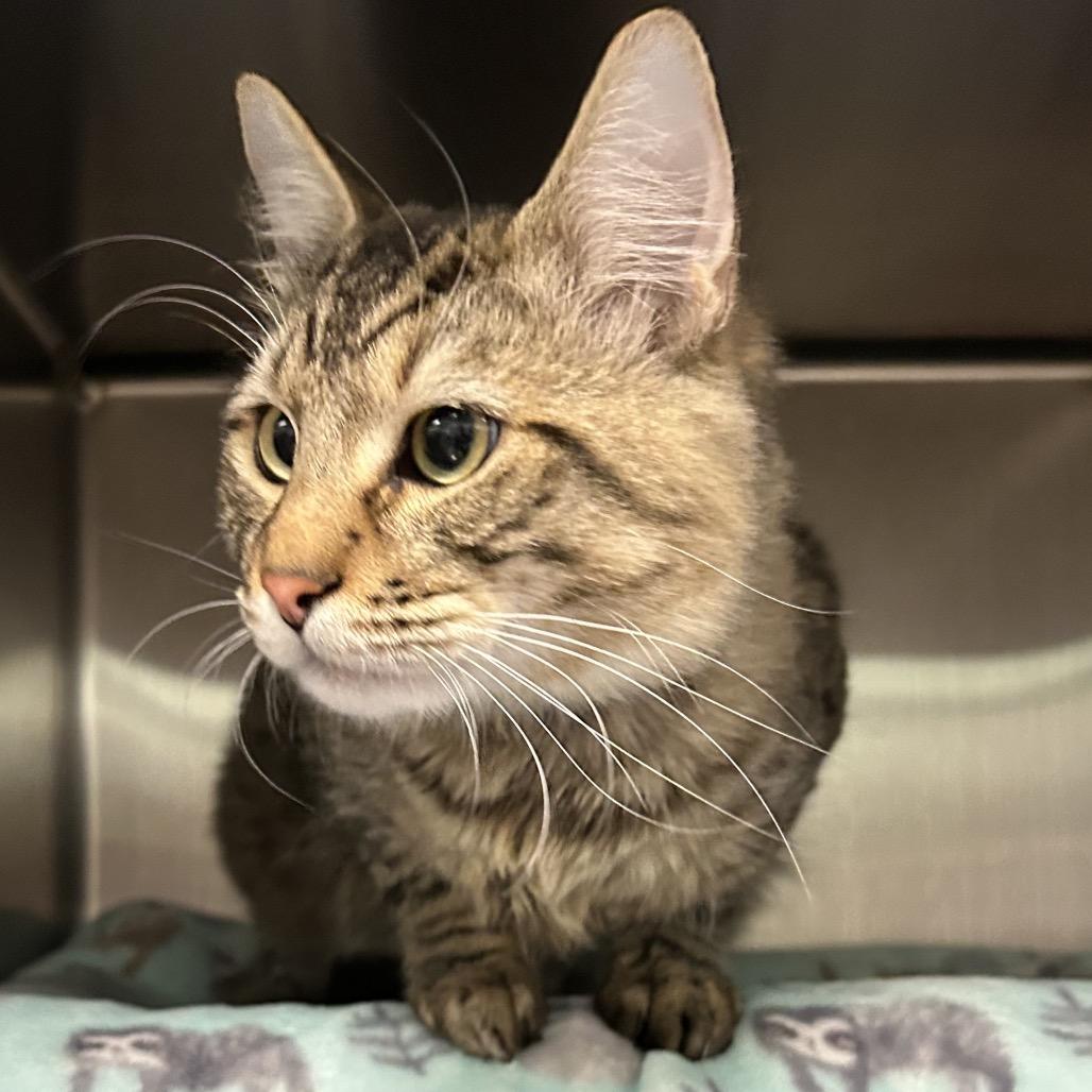 Enlarge Johnny Cash, a Adoptable Domestic Medium Hair in Keizer, OR image 2/3