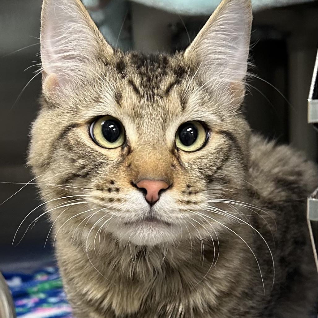 Enlarge Johnny Cash, a Adoptable Domestic Medium Hair in Keizer, OR image 3/3