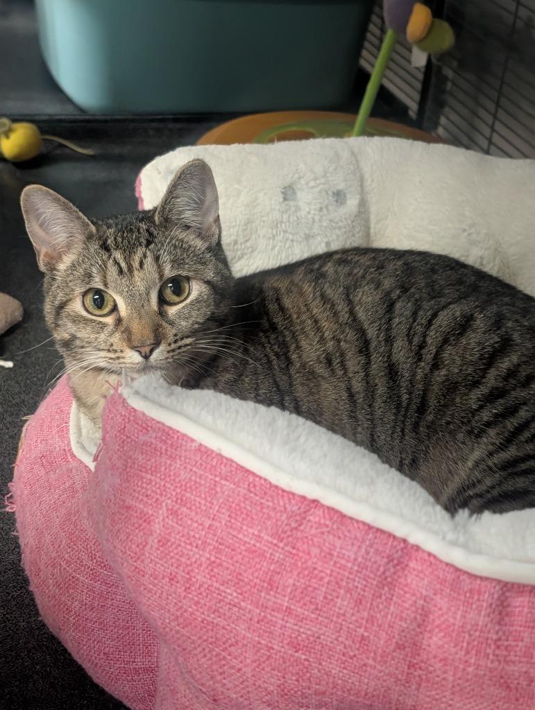 Paris, Adoptable, Young Female Domestic Short Hair.