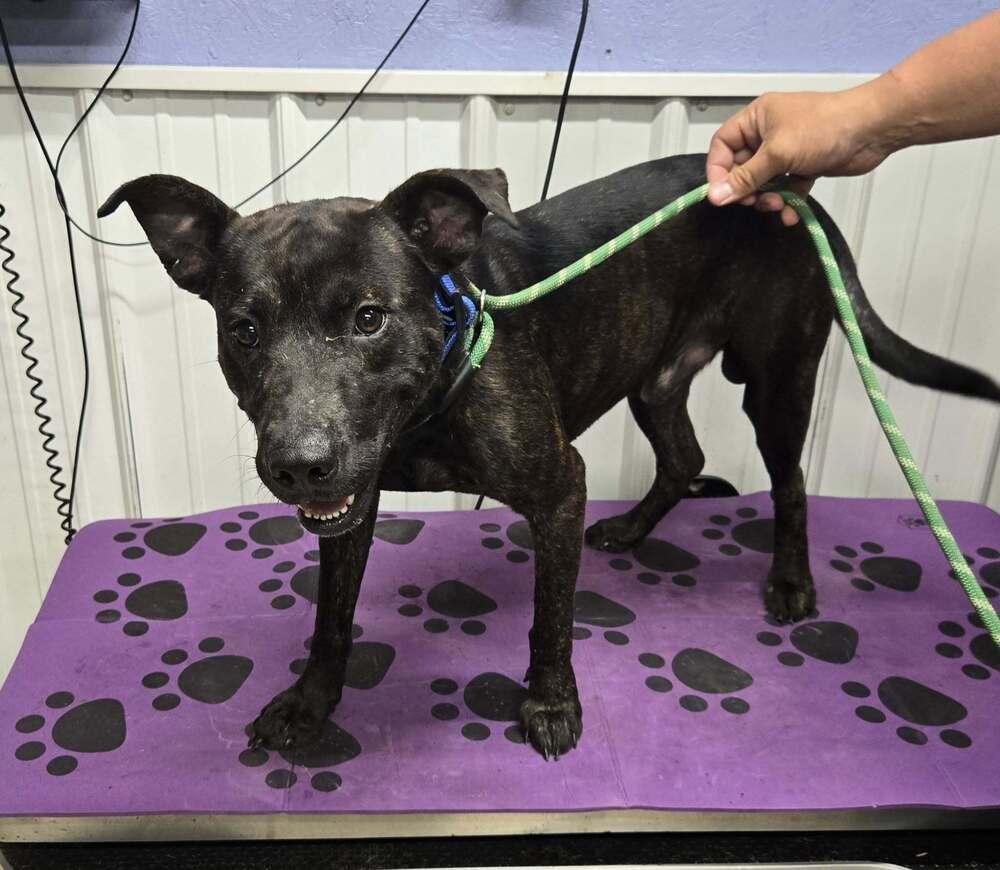 Ace, Adoptable, Adult Male Labrador Retriever.