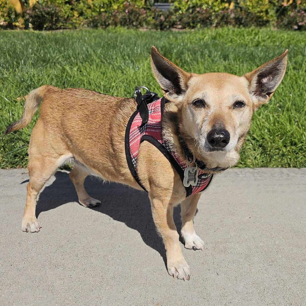 Mila, a Adoptable mixed breed in Apple Valley, CA image 1/3