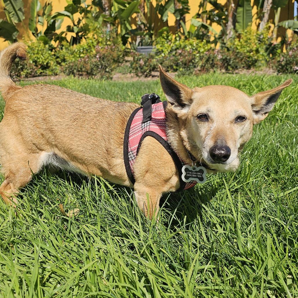 Mila, a Adoptable mixed breed in Apple Valley, CA image 3/3