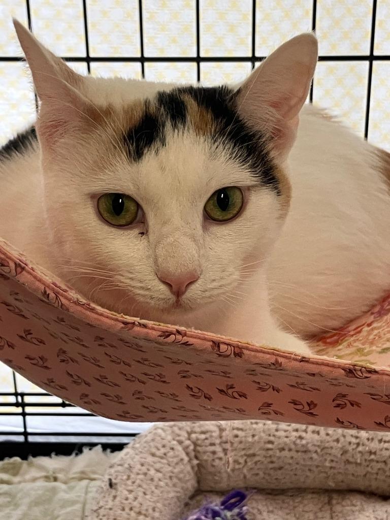 Kiki, Adoptable, Adult Female Domestic Short Hair.