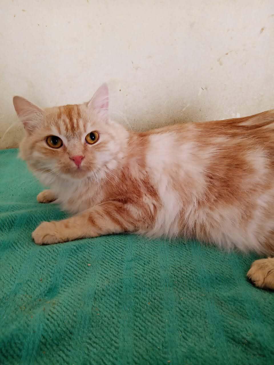 Lily, ADOPTABLE, Young Female Turkish Angora & Domestic Medium Hair.