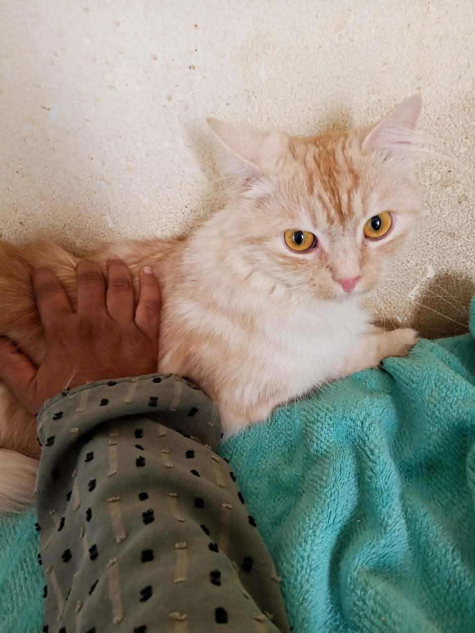 Enlarge Lily, a ADOPTABLE mixed breed in Mississauga, ON image 2/2