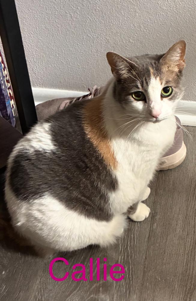 Enlarge Callie, a Adoptable Calico in Fern Park, FL image 1/1