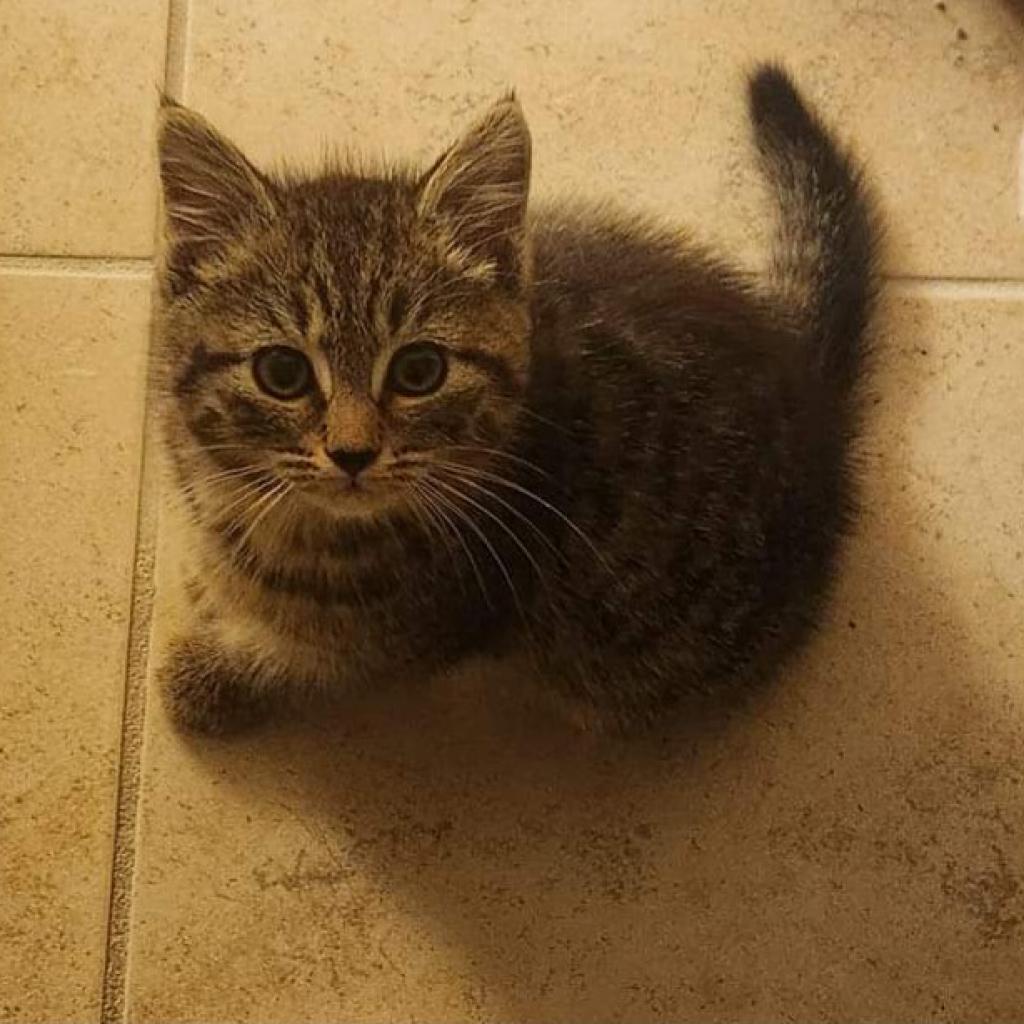 Enlarge Kiri aka Ellie, a Adoptable Domestic Short Hair in Waldorf, MD image 2/6