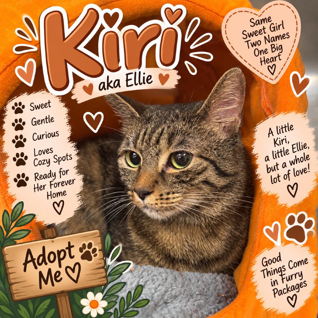 Enlarge Kiri aka Ellie, a Adoptable Domestic Short Hair in Waldorf, MD image 4/6