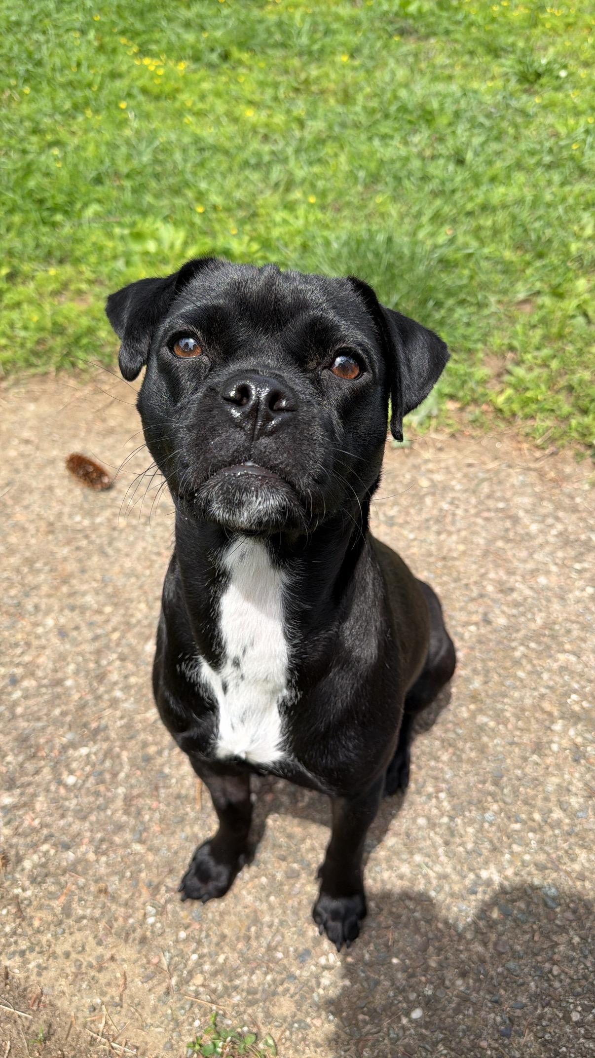 Mickey, adopted, Young Female Pug & Pit Bull Terrier.