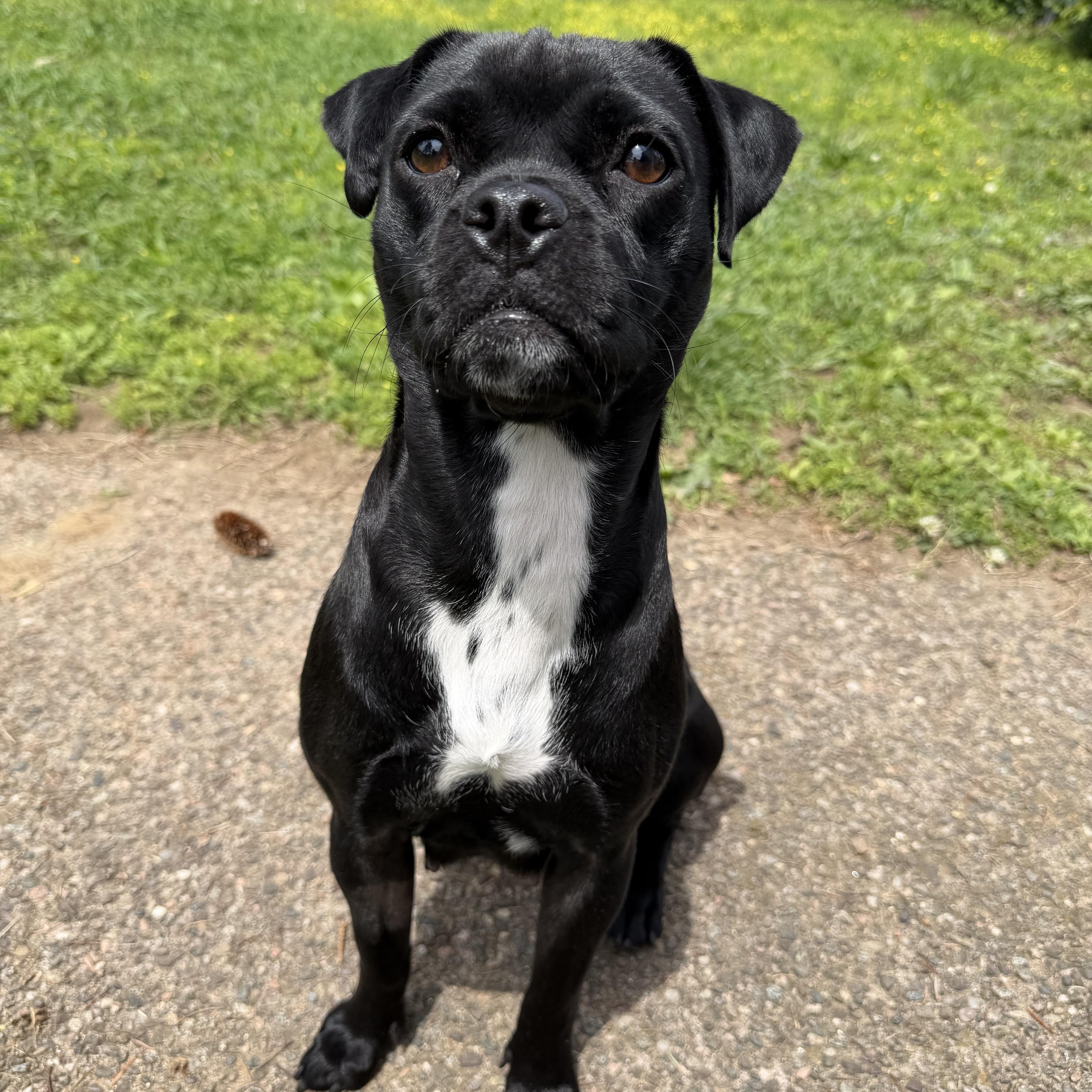 Mickey, an adopted mixed breed in Simsbury, CT image 2/2