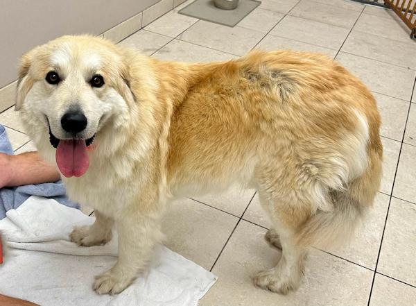 Enlarge Shania Twain, a ADOPTABLE mixed breed in Los Angeles, CA image 4/6