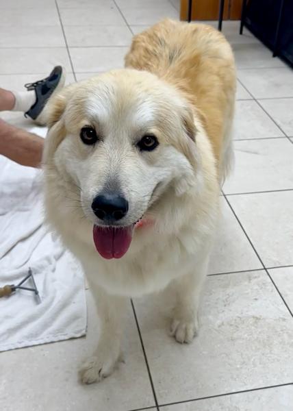 Enlarge Shania Twain, a ADOPTABLE mixed breed in Los Angeles, CA image 3/6