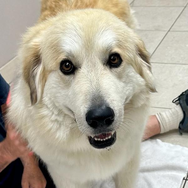 Shania Twain, ADOPTABLE, Adult Female Great Pyrenees & Golden Retriever.