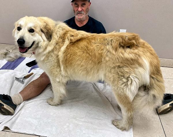 Enlarge Shania Twain, a ADOPTABLE mixed breed in Los Angeles, CA image 2/6