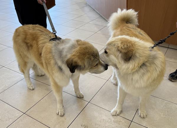 Enlarge Shania Twain, a ADOPTABLE mixed breed in Los Angeles, CA image 6/6