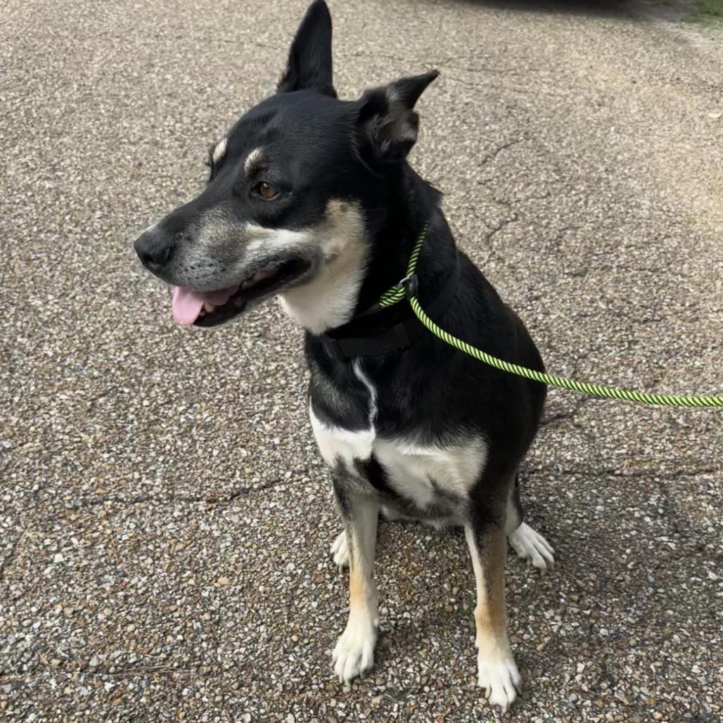 Katy, ADOPTABLE, Adult • Female, Australian Kelpie & German Shepherd Dog.