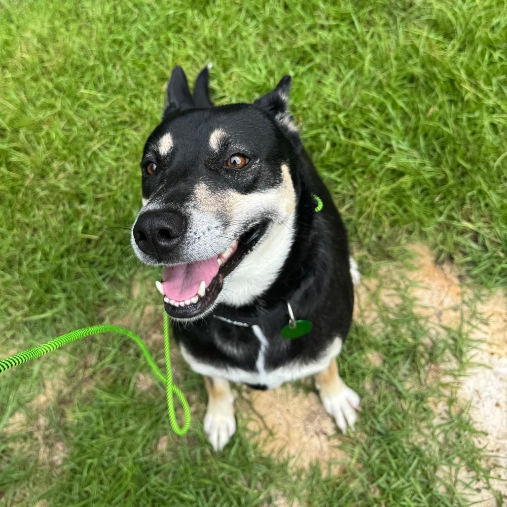 Enlarge Katy, a Adoptable mixed breed in New Orleans, LA image 2/6