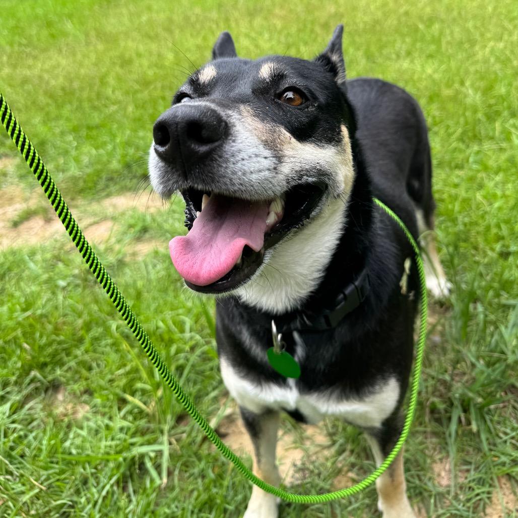Enlarge Katy, a Adoptable mixed breed in New Orleans, LA image 4/6