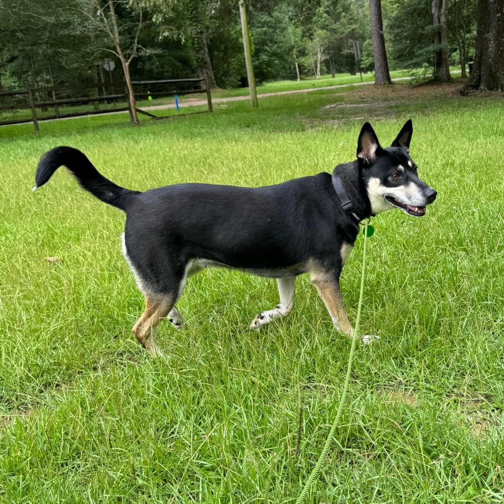 Enlarge Katy, a Adoptable mixed breed in New Orleans, LA image 5/6