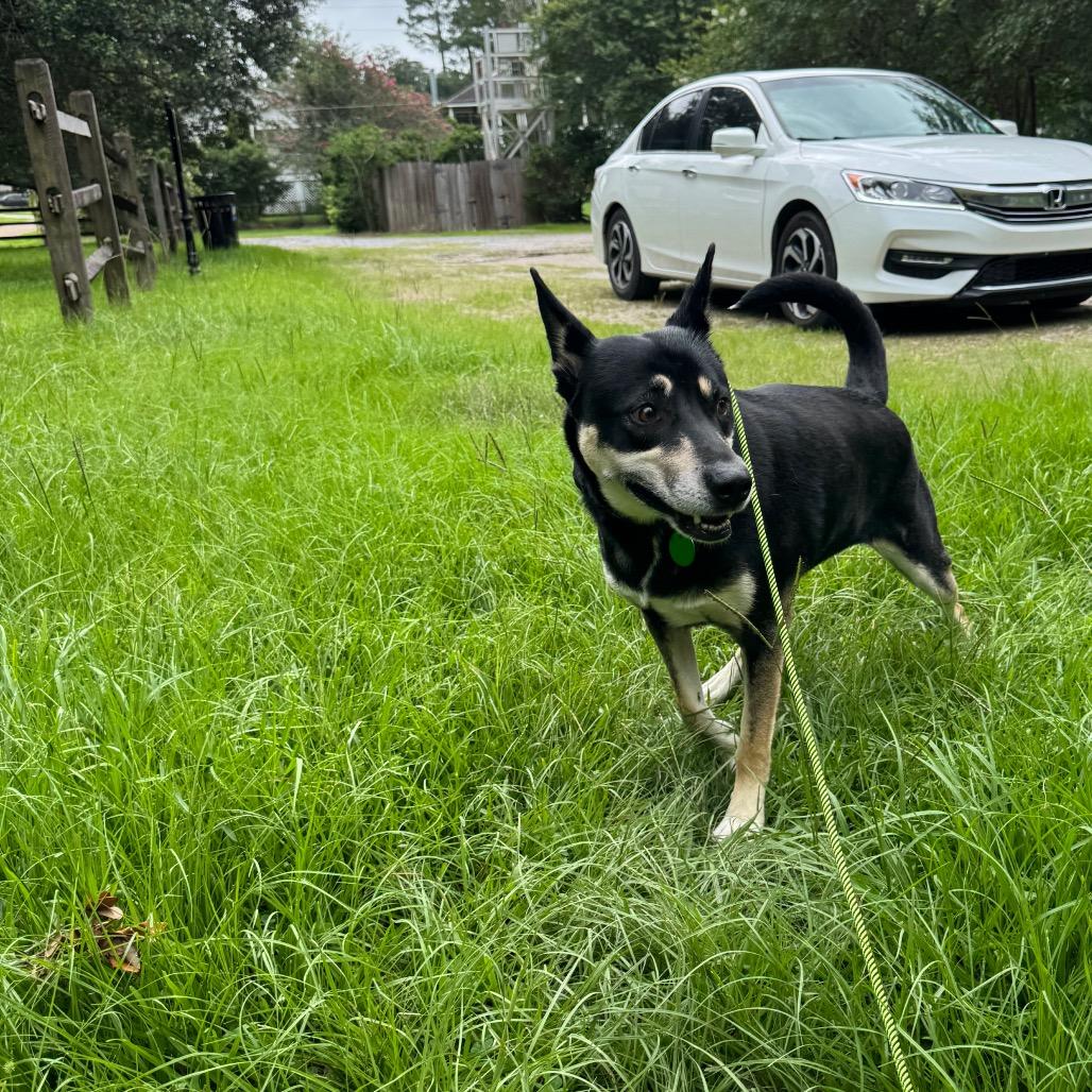 Enlarge Katy, a Adoptable mixed breed in New Orleans, LA image 6/6