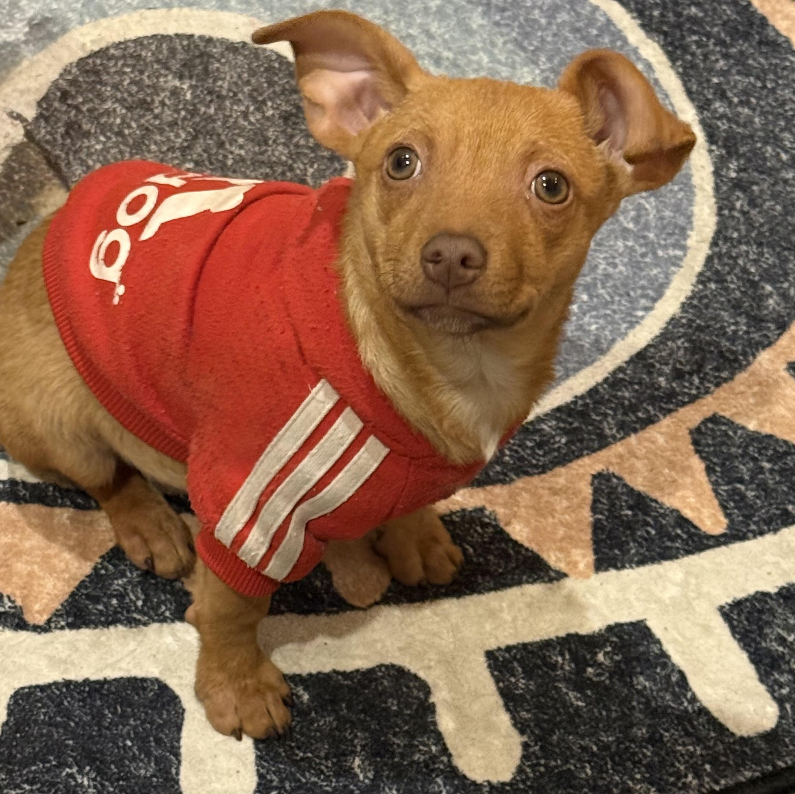 Frosty , a Adoptable mixed breed in Henderson, NV image 2/4