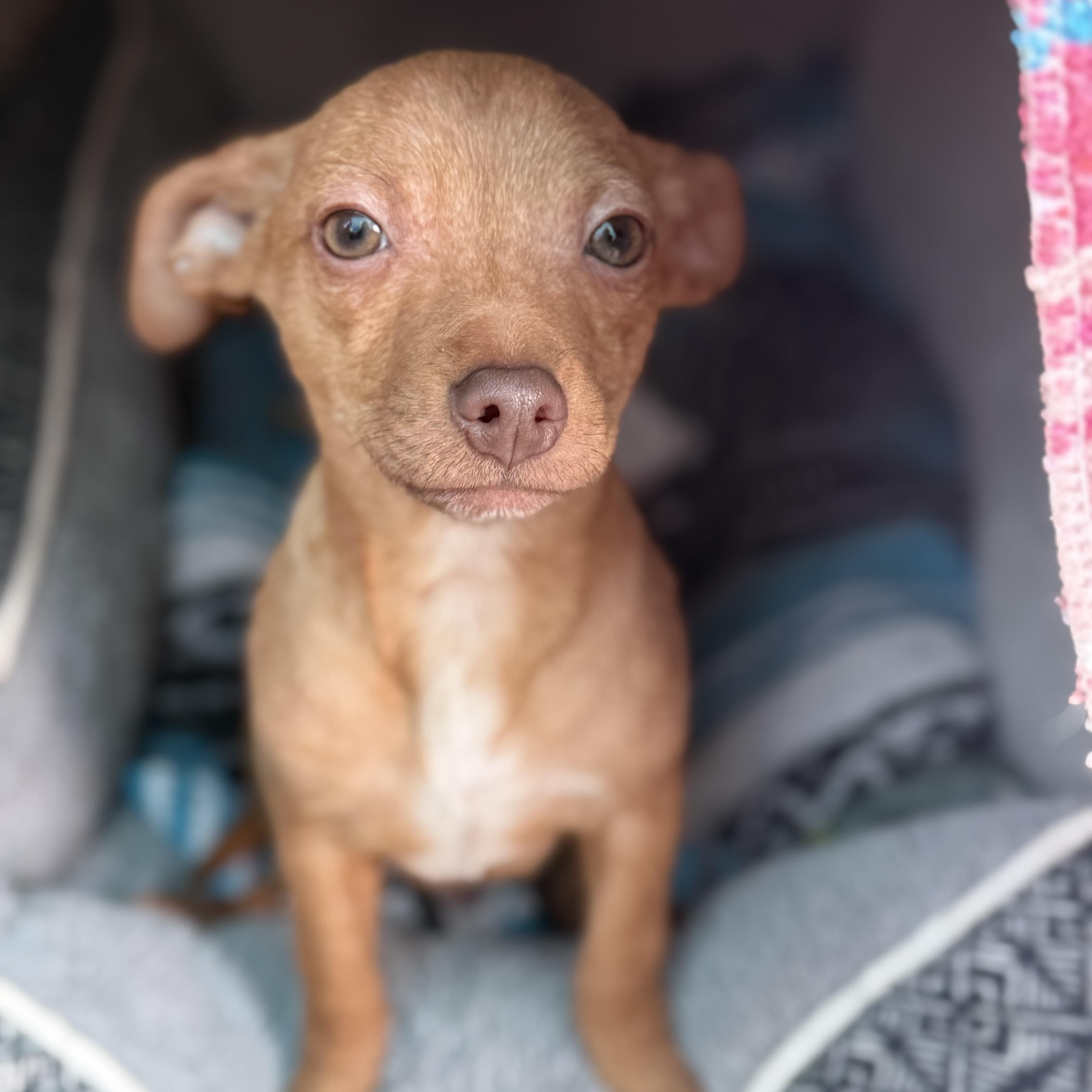 Frosty , Adoptable, Puppy Male Chihuahua.