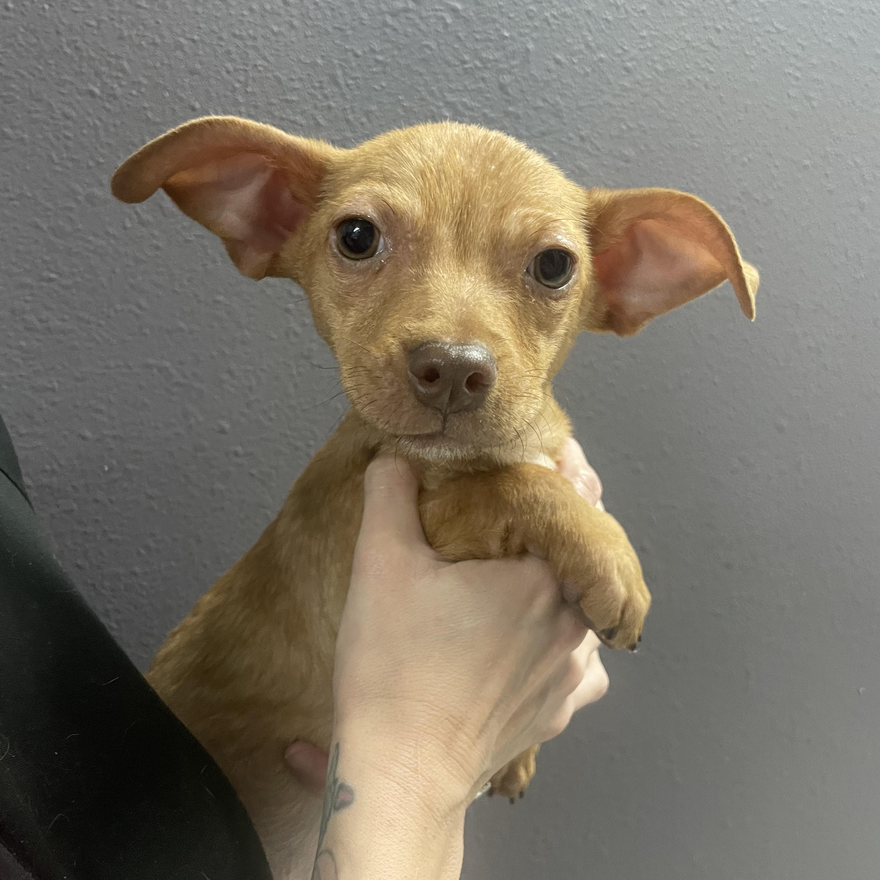 Frosty , a Adoptable mixed breed in Henderson, NV image 4/4