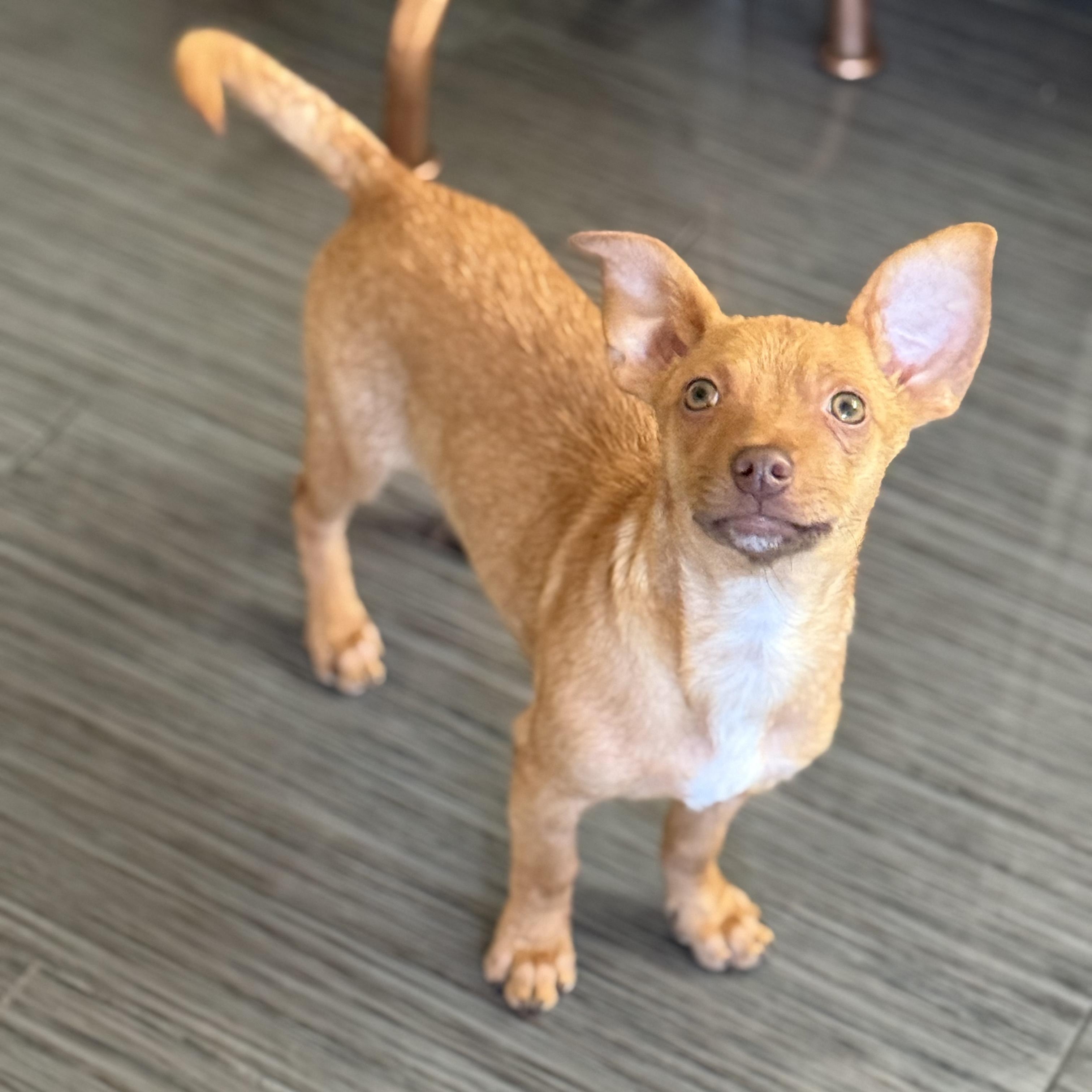 Frosty , Adoptable, Puppy Male Chihuahua.