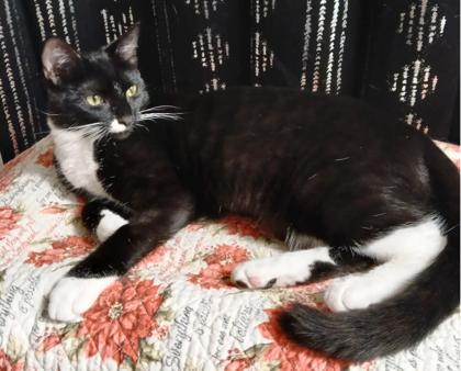 Luvy, Adoptable, Young Female Domestic Short Hair & Domestic Short Hair.