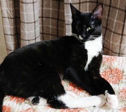 Luvy, a Adoptable Domestic Short Hair in Encinitas, CA image 2/3