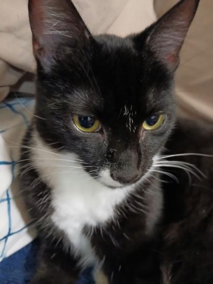 Luvy, a Adoptable Domestic Short Hair in Encinitas, CA image 3/3