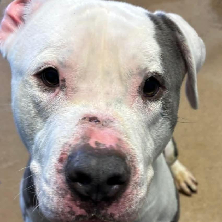 Moose, ADOPTABLE, Adult Male Pit Bull Terrier.