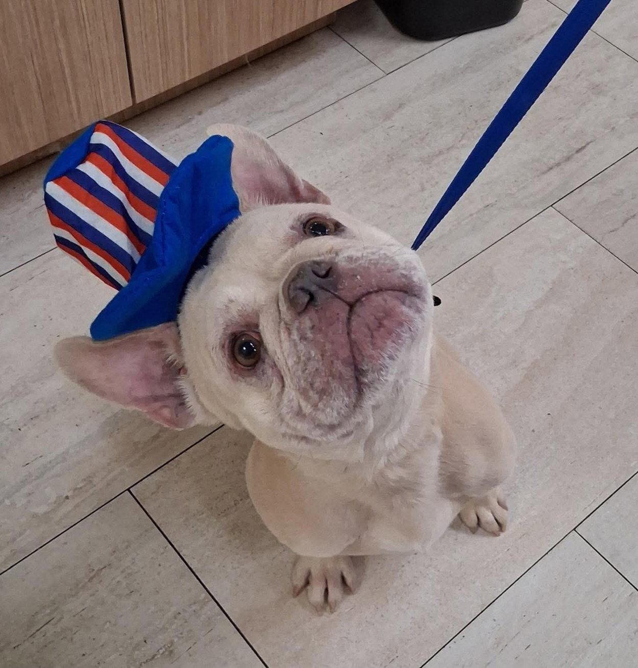 Dharma, Adopted, Young Male French Bulldog.