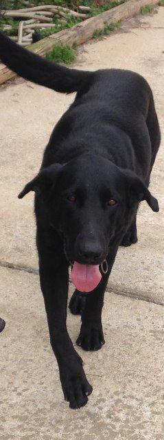 Mia, Adoptable, Senior Female Labrador Retriever.