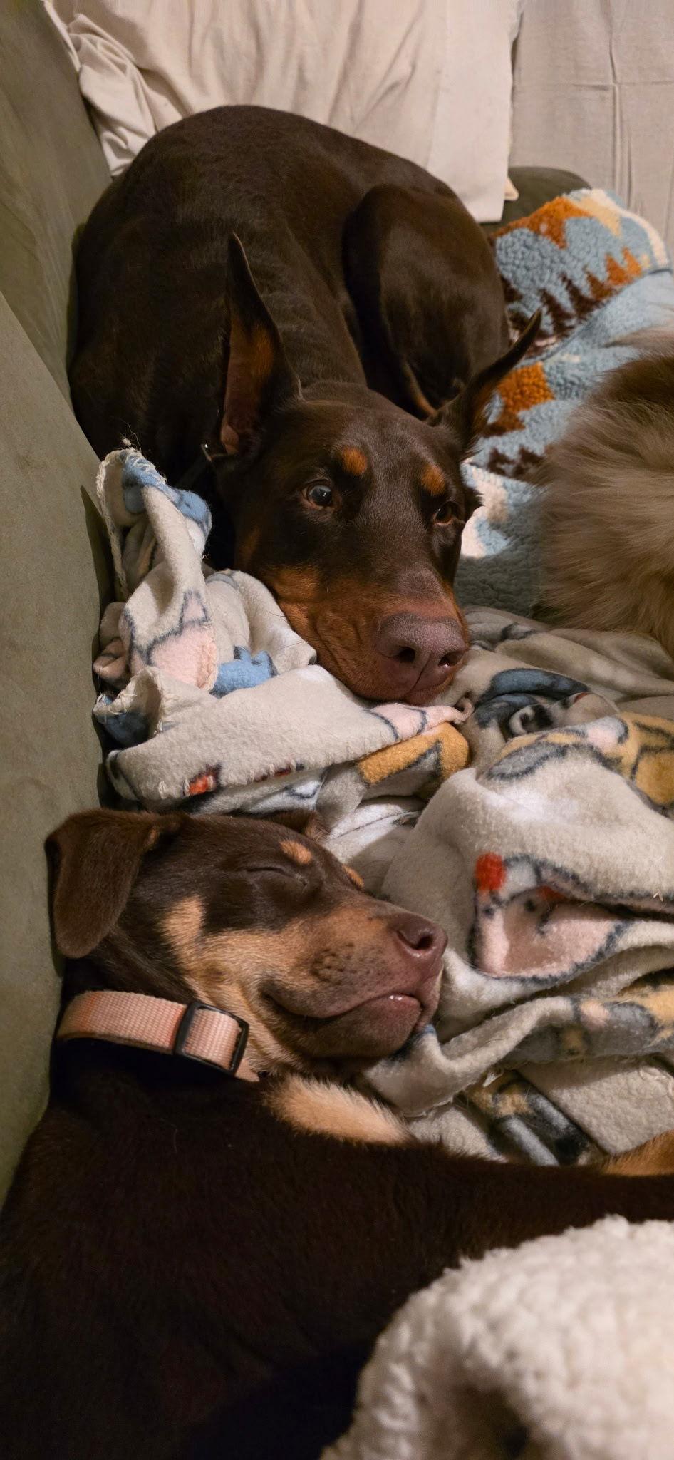 Mara, Adopted, Puppy Female Doberman Pinscher.